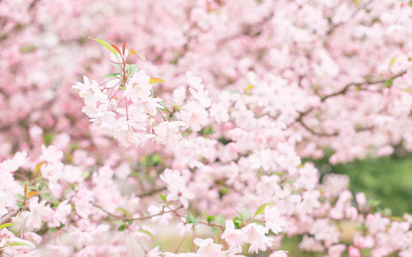 樱花,樱花电脑壁纸,下载,动漫高清电脑壁纸