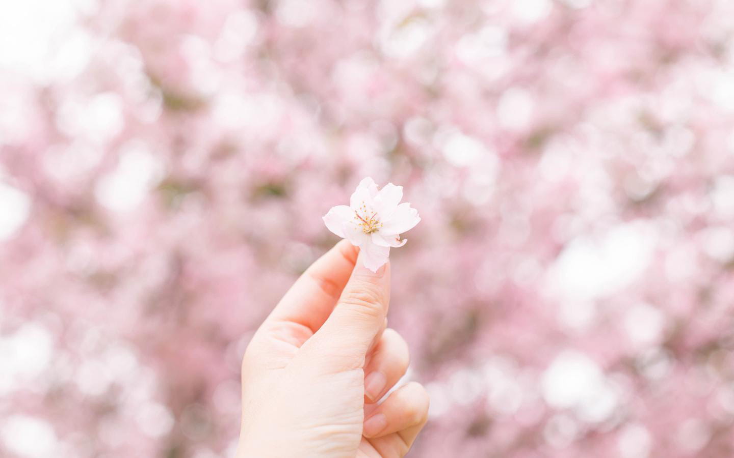 樱花,樱花电脑壁纸,下载,动漫高清电脑壁纸