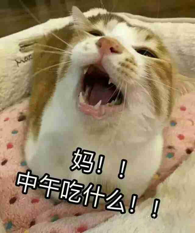 猫咪表情包,妈！,斗图