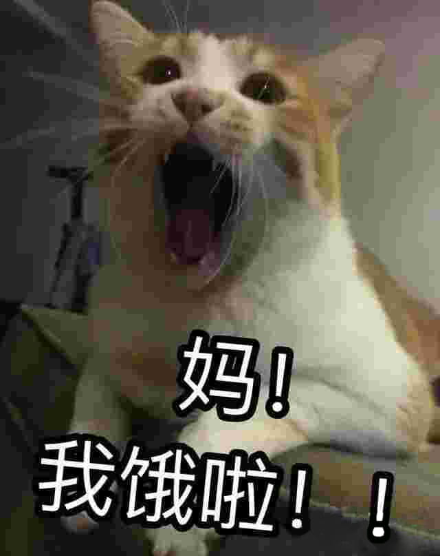 猫咪表情包,妈！,斗图