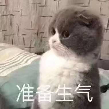 表情包,猫咪表情,沙雕表情