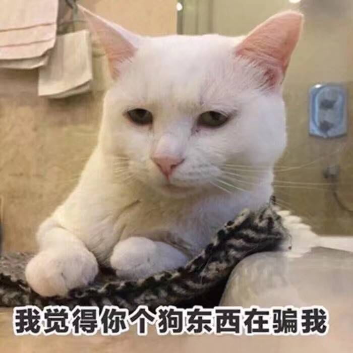 表情包,猫咪表情,沙雕表情