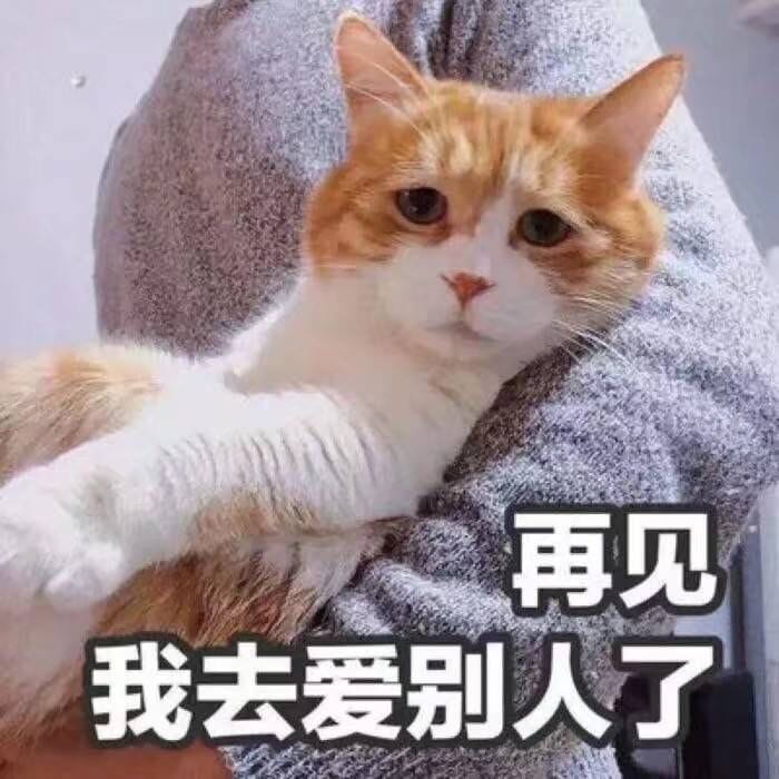 表情包,猫咪表情,沙雕表情