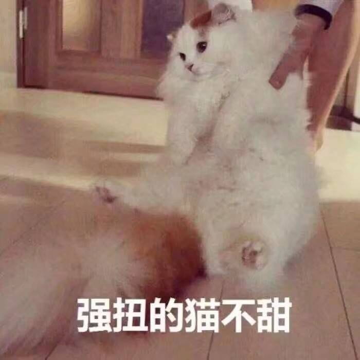 表情包,猫咪表情,沙雕表情